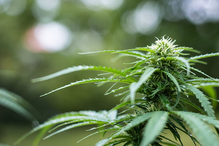 Oregon Senate OKs Move Toward Interstate Cannabis Commerce